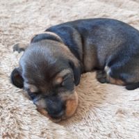Chiots teckels à poil dur nain #5