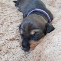 Chiots teckels à poil dur nain