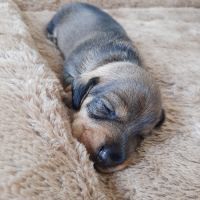 Chiots teckels à poil dur nain #7