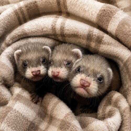 Furetons putoisés #2