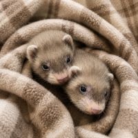Furetons putoisés #0