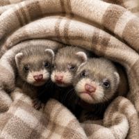 Furetons putoisés #2