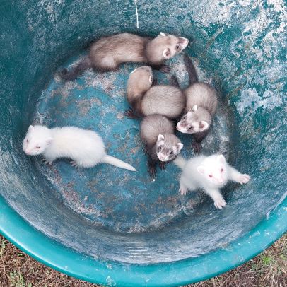 Furetons blanc et putoisés