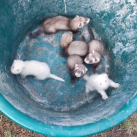 Furetons blanc et putoisés
