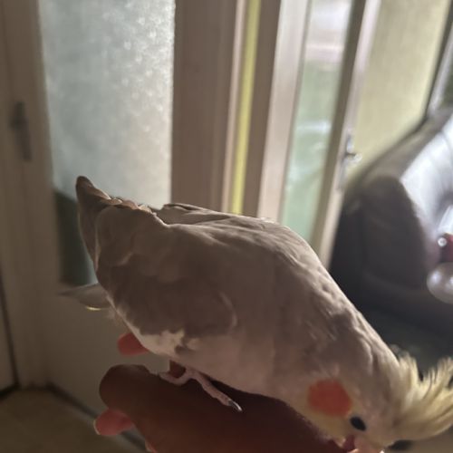Petite calopsitte femelle eam à vendre #2