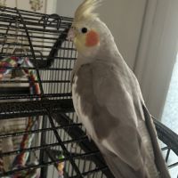 Petite calopsitte femelle eam à vendre