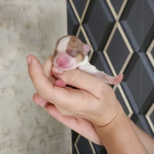 Chihuahua #0