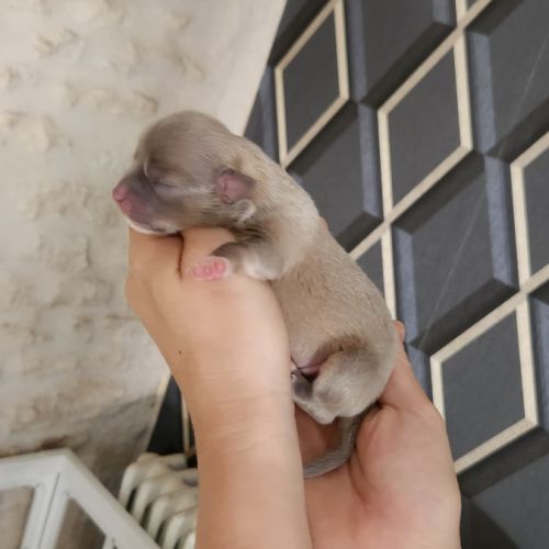 Chihuahua #2