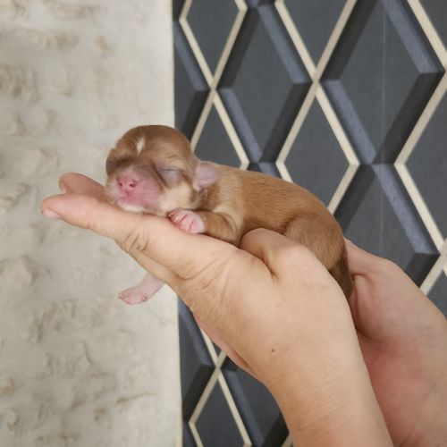 Chihuahua #3