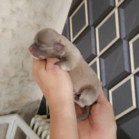 Chihuahua #2