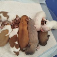 Chihuahua #5