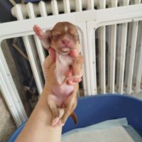 Chihuahua #6