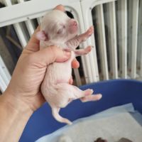 Chihuahua #7