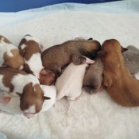 Chihuahua #8