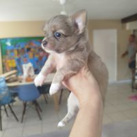 Chihuahua