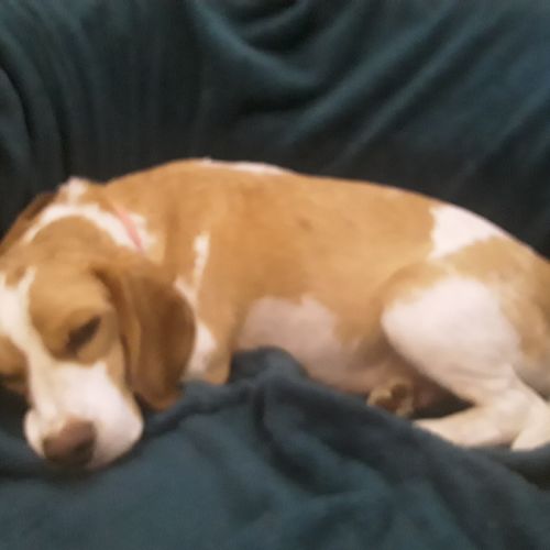 Chiot beagle lof #0
