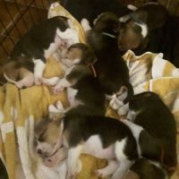 Chiot beagle lof #2