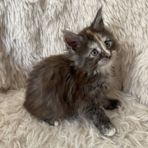 Chaton maine coon loof #1