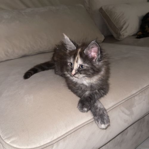 Chaton maine coon loof #2