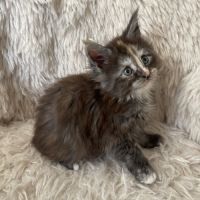 Chaton maine coon loof #1