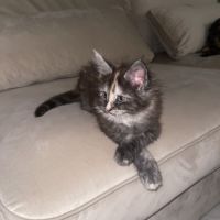 Chaton maine coon loof #2