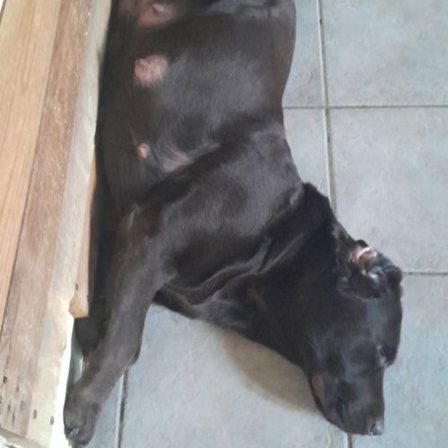 Chiot labrador chocolat à naître #0