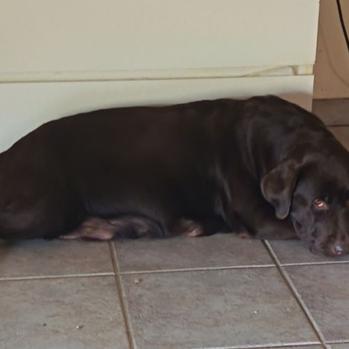 Chiot labrador chocolat à naître #2