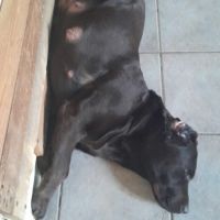 Chiot labrador chocolat à naître