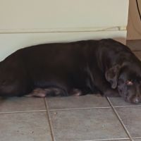 Chiot labrador chocolat à naître #2