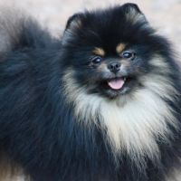 Chiot femelle spitz lof #2