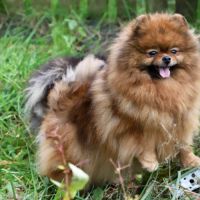 Chiot femelle spitz lof #3