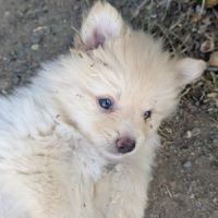 Spitz allemand #2