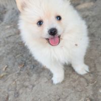 Spitz allemand #3