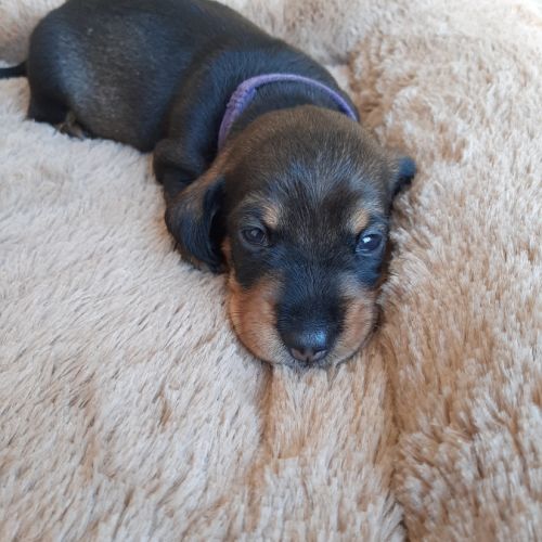 Chiot mâle teckel à poil dur nain lof