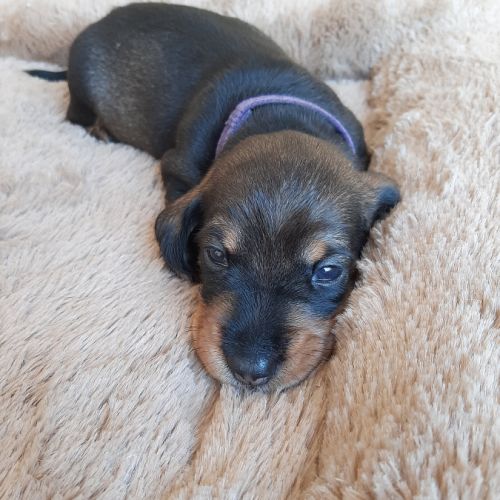 Chiot mâle teckel à poil dur nain lof