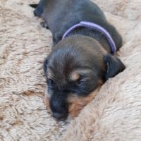 Chiot mâle teckel à poil dur nain lof