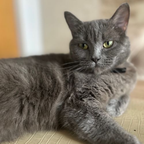 Violette, une boule d'amour en quête de présence