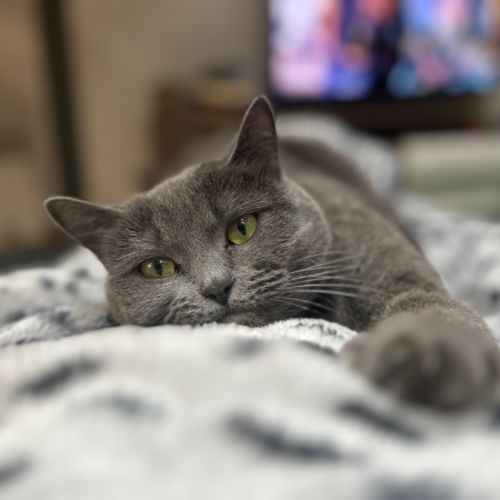 Violette, une boule d'amour en quête de présence #2