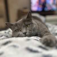 Violette, une boule d'amour en quête de présence #2