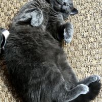 Violette, une boule d'amour en quête de présence #3