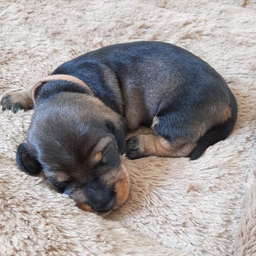 Chiot mâle teckel à poil dur nain lof (marron) #1