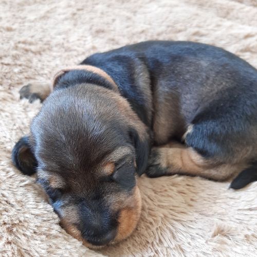 Chiot mâle teckel à poil dur nain lof (marron) #0