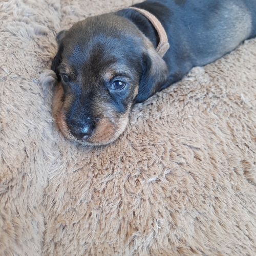 Chiot mâle teckel à poil dur nain lof (marron)