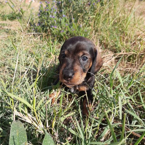 Chiot mâle teckel à poil dur nain lof (marron)