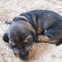 Chiot mâle teckel à poil dur nain lof (marron)
