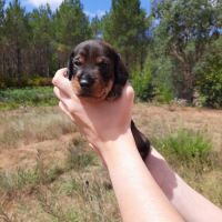 Chiot mâle teckel à poil dur nain lof (marron)