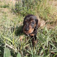 Chiot mâle teckel à poil dur nain lof (marron)