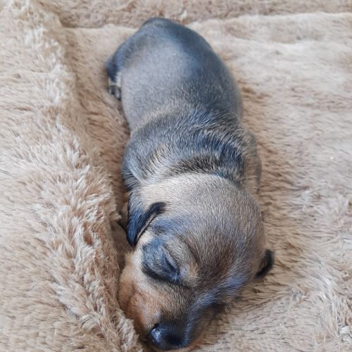 Chiot femelle teckel à poil dur nain lof #1