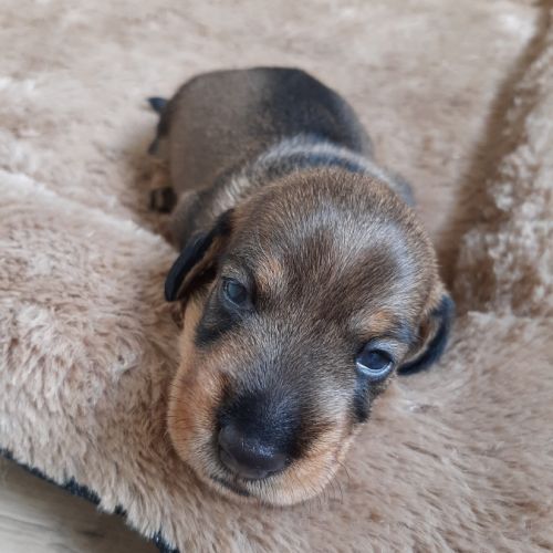 Chiot femelle teckel à poil dur nain lof #0
