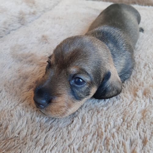 Chiot femelle teckel à poil dur nain lof